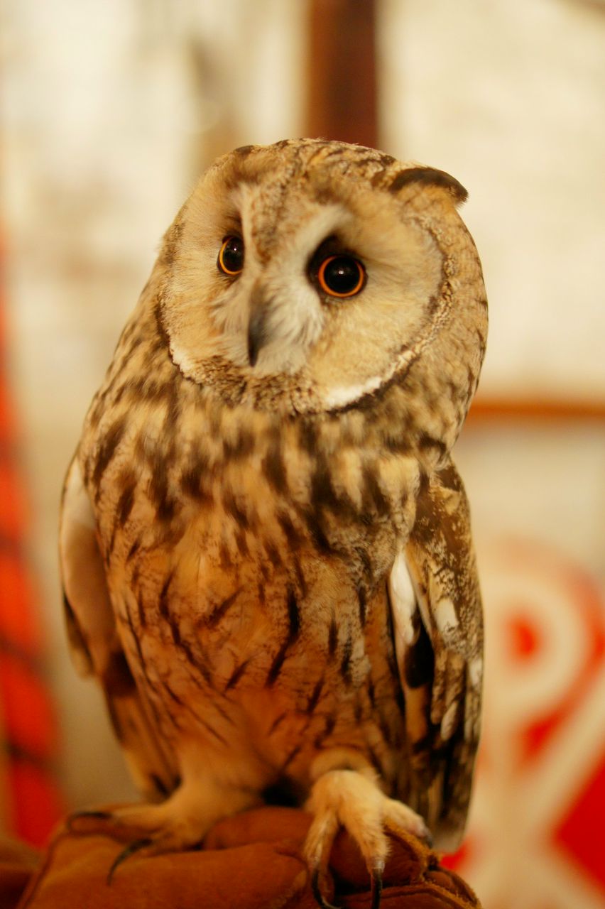 Шерман Ушастый | Выборг