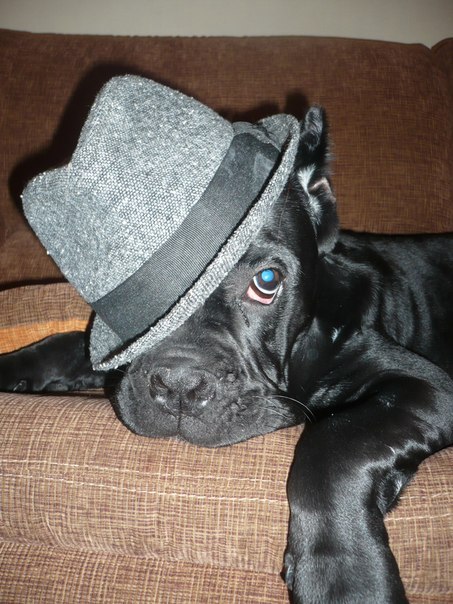 Артем Шатилов | 