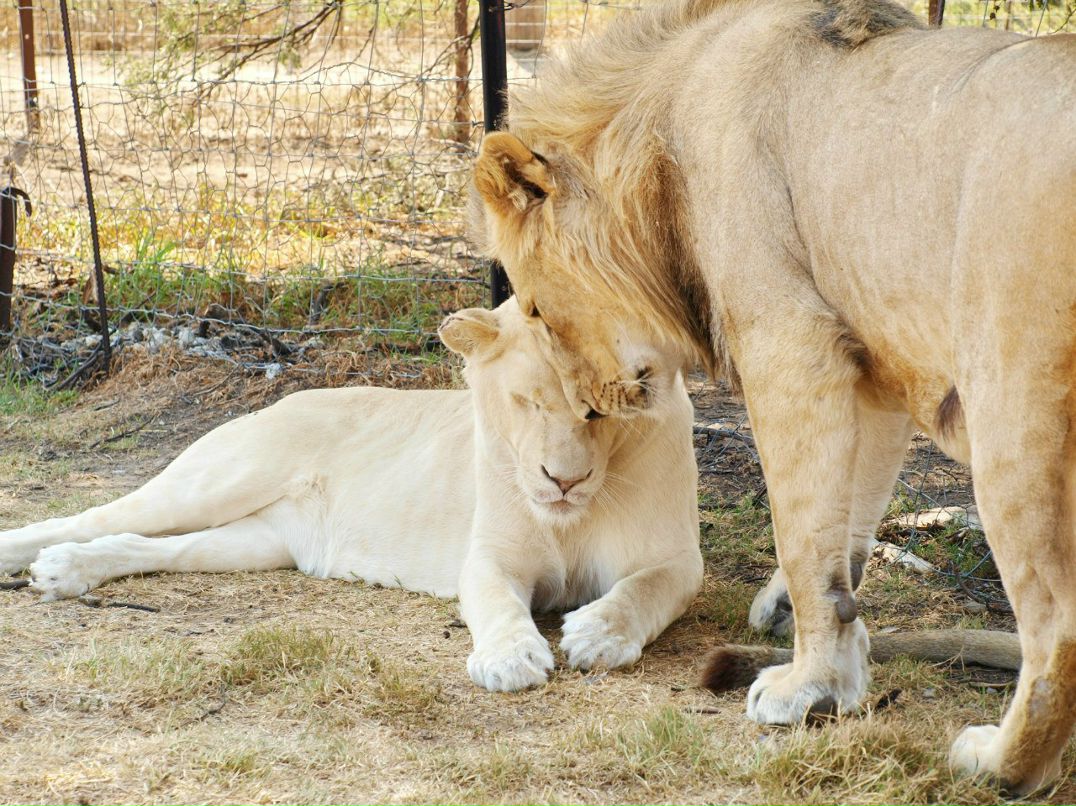Игорь Хасапов | Vanderbijlpark