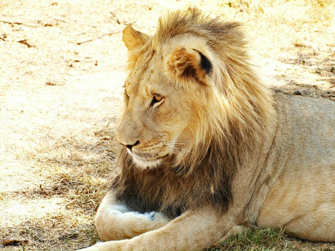 Игорь Хасапов | Vanderbijlpark