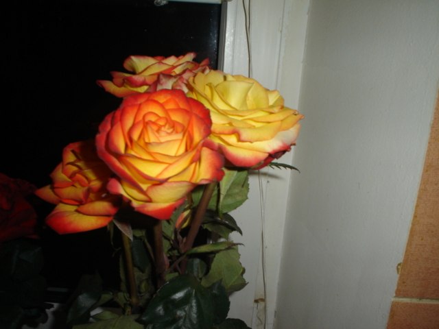 Елена Семенча (Лыгина) | Чернигов