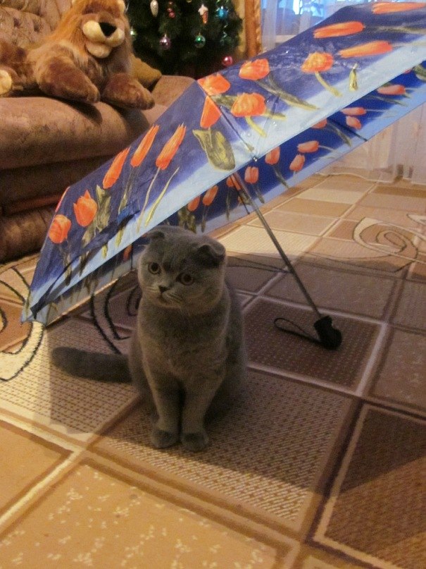 Анна Горденко (Данилова) | Орелька