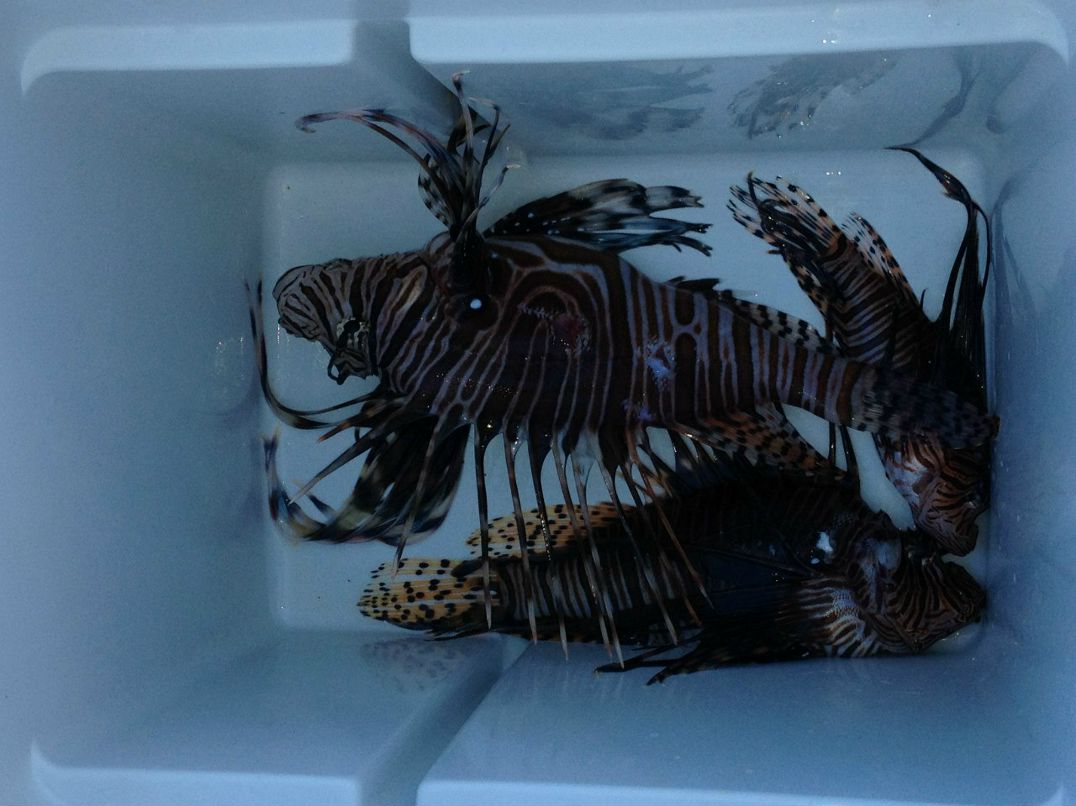 Данила Ильчик | 