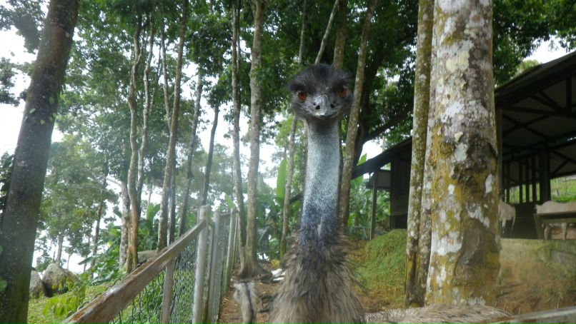 Максим Сырбу | Москва