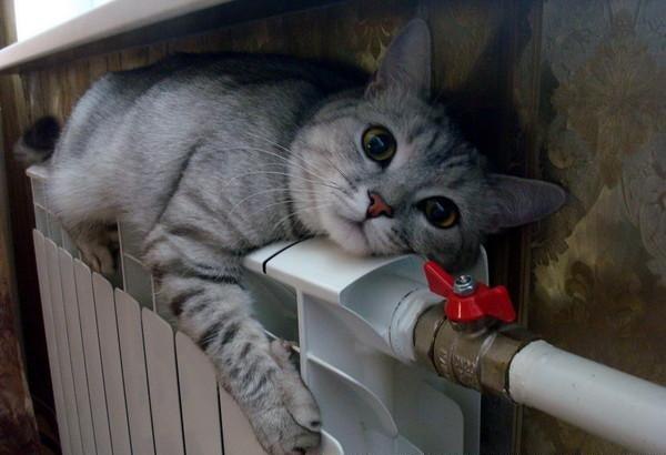 Лена Иванова | 