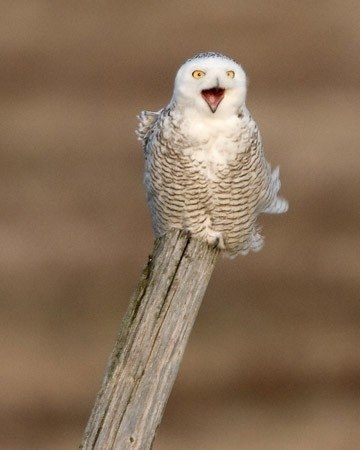 Андрей Тимошенко | Каменск-Уральский