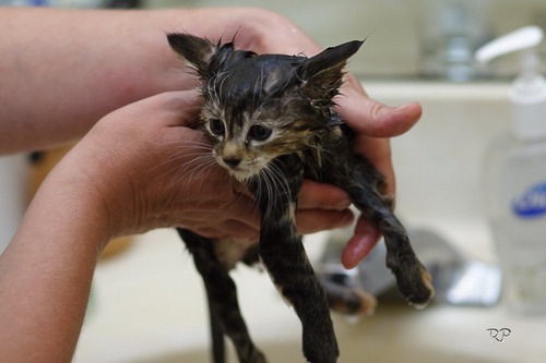 №9, Юлия Царева, Златоуст №9, Юлия Царева, Златоуст