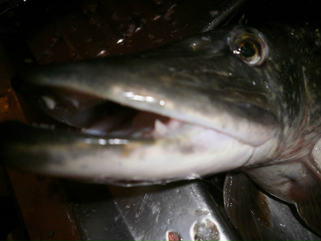 Ігор Кубрак green | Новояворовск