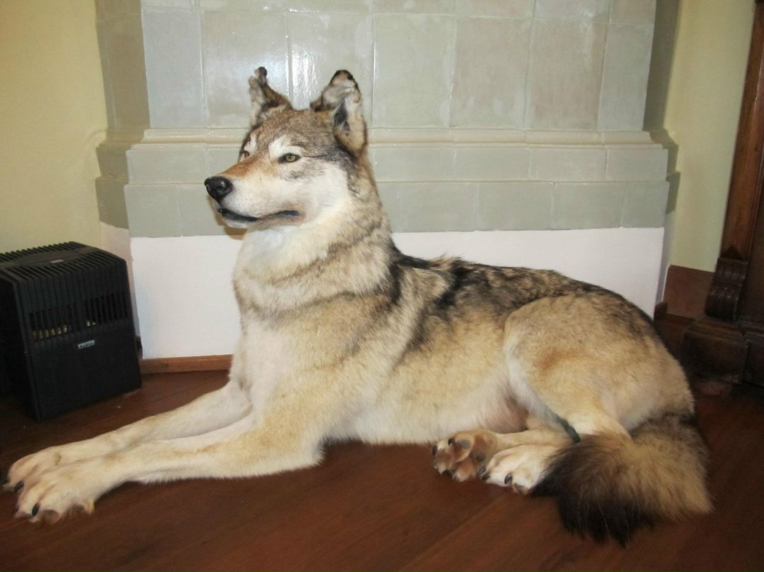 Александр Беляев | Череповец