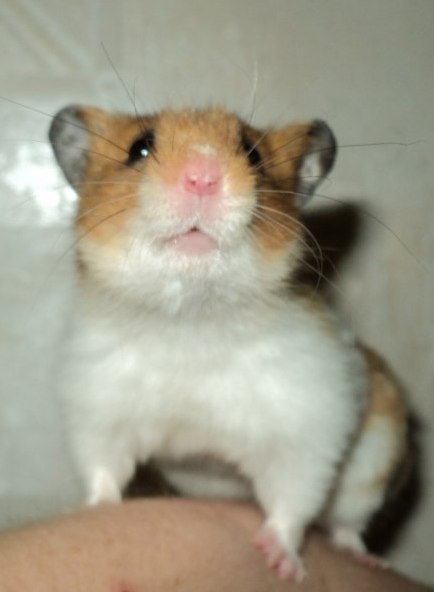 Евгений Роняев | Санкт-Петербург