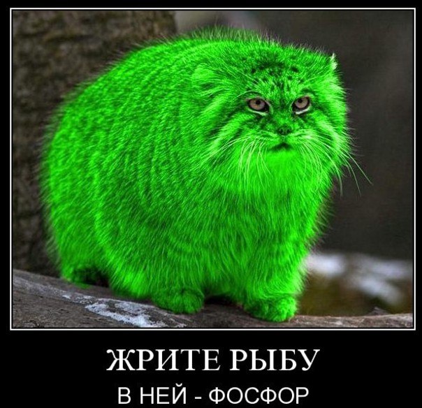 Shade Night of | Санкт-Петербург