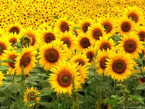 Наталья Романенко | Санкт-Петербург