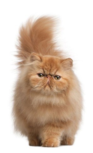 Kitty Yo | Москва