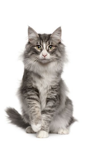 Kitty Yo | Москва