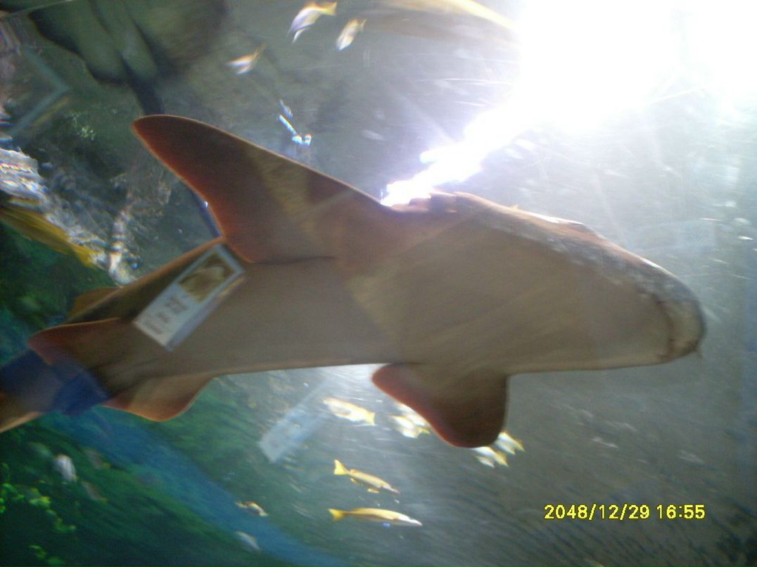 Маня Андреева ~