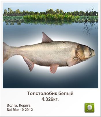 Александр Силин | Великие Луки