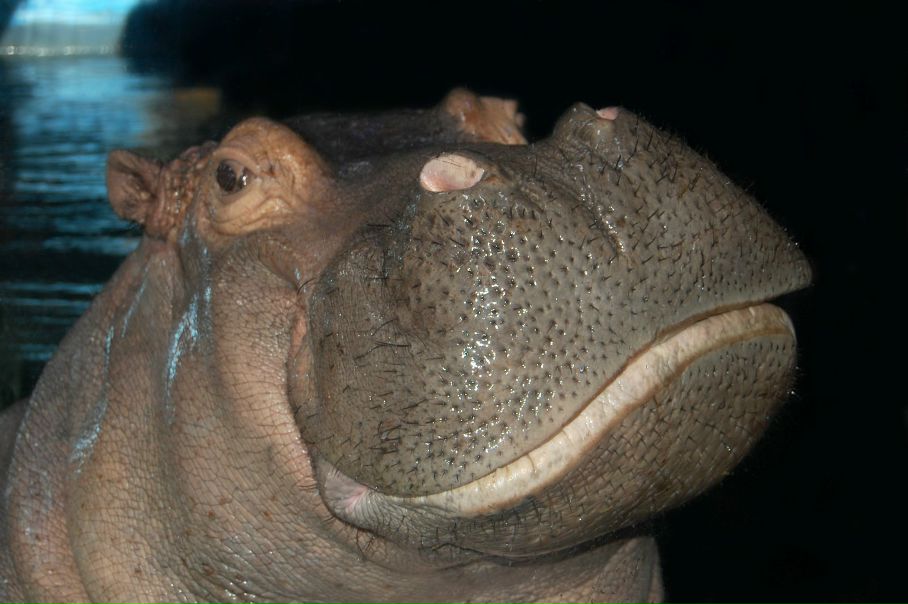 №12, Юрий Король, Ломоносов №12, Юрий Король, Ломоносов