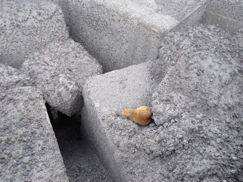 Елена Васина | Санкт-Петербург