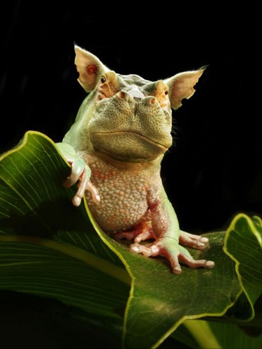 Egor Kabanov | Tokyo