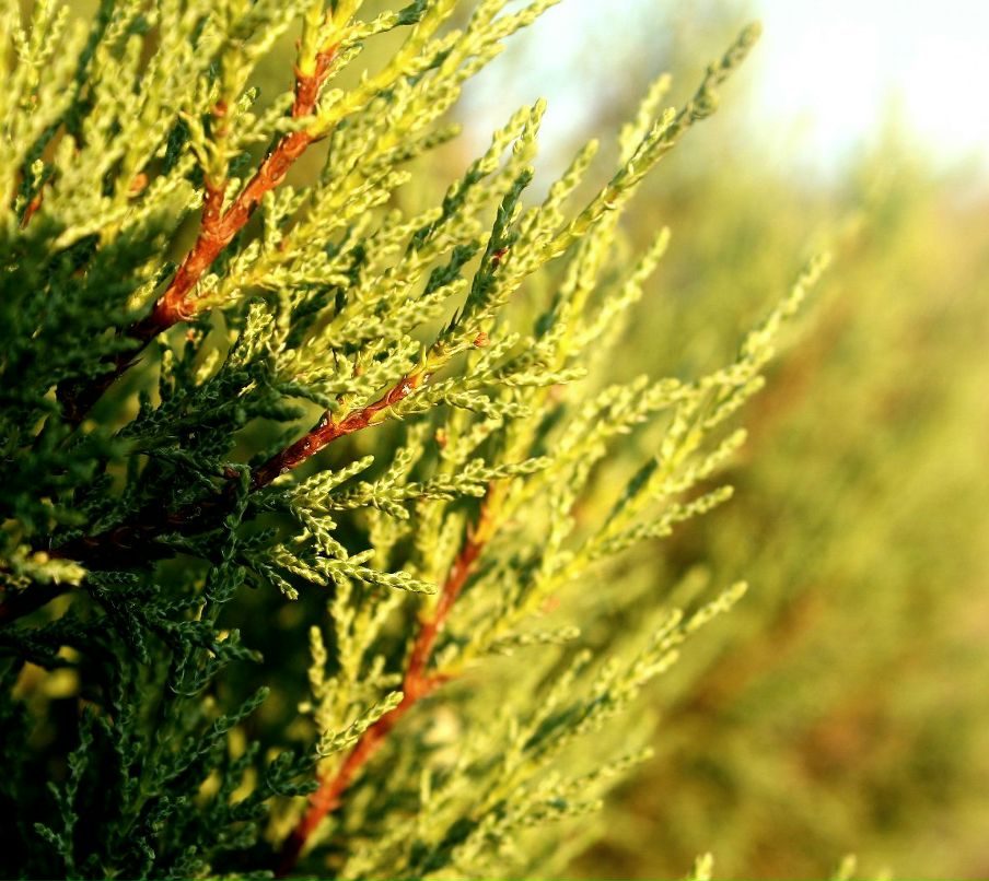 Герман Гагарин | Одесса