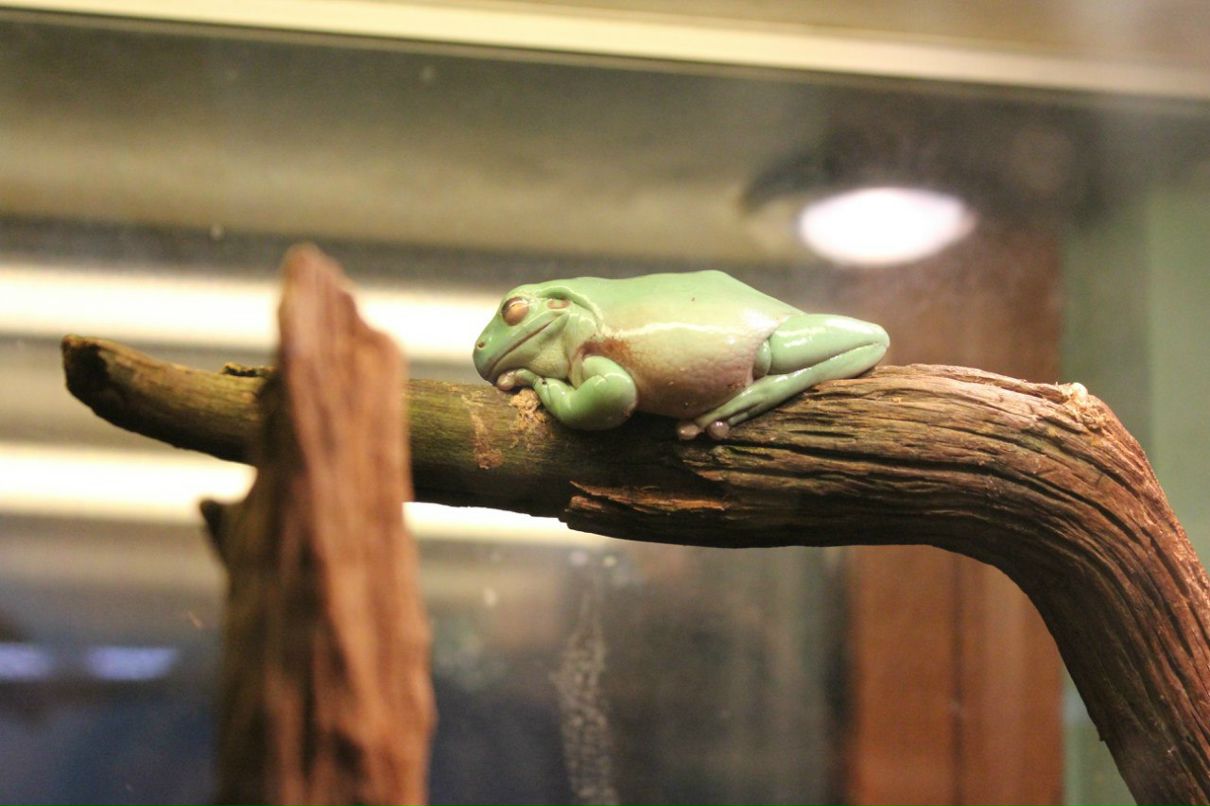 Екатерина Голубенко | Санкт-Петербург