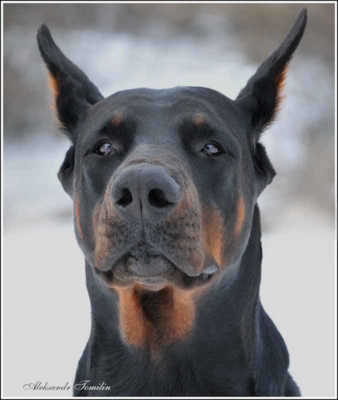 Станислав Васин | Смоленск