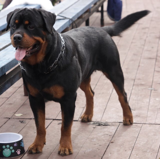 Елена Морозова | Санкт-Петербург