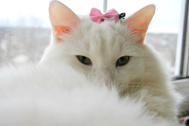 Лада Гудцова | Сыктывкар