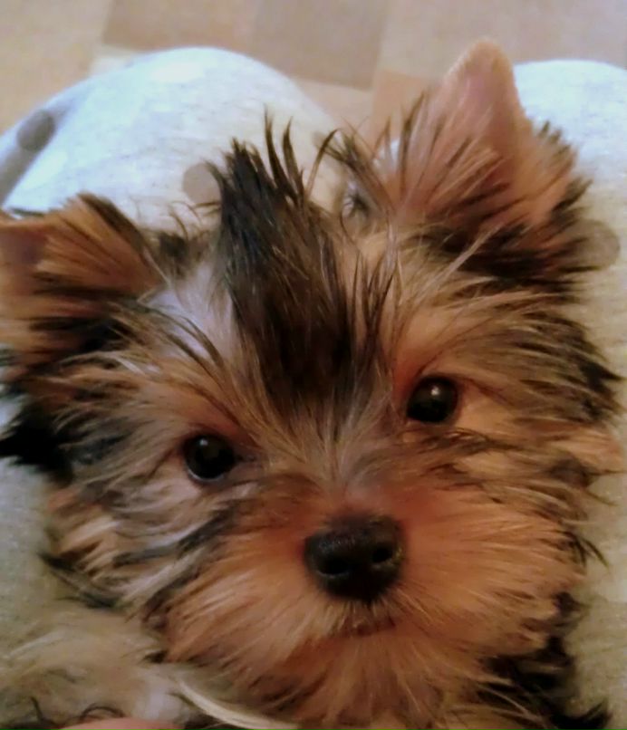 Ольга Ищенко-Янишевская | Киев