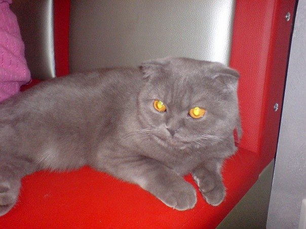 Лена Голубка | Харьков