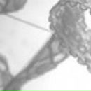 Виктория Егорова | Великий Новгород