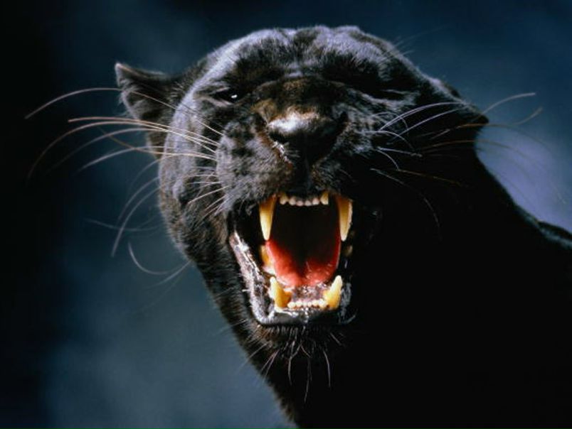 №42, Богдан Пожарский, Кропивницкий / Кировоград №42, Богдан Пожарский, Кропивницкий / Кировоград