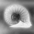 Лариса Федотова | 