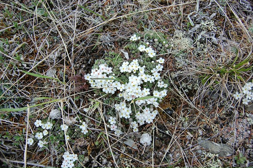 Тенгис Ябыштаев | Горно-Алтайск