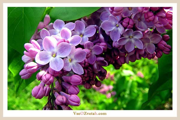 Елена Степанова | Воскресенск