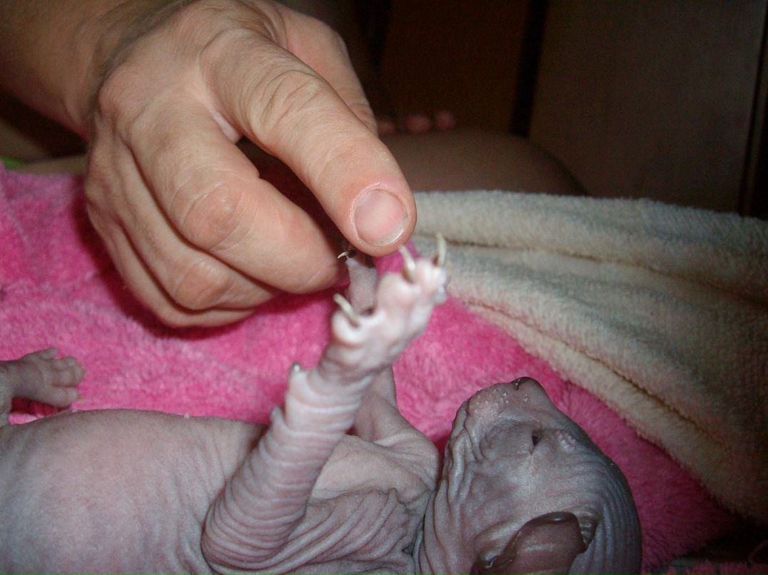 Алекса Волкова | Roma