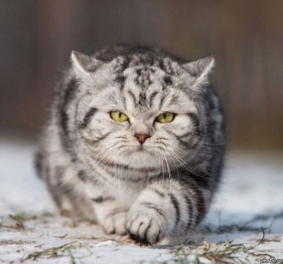 Алёна Кравченко Владиславовна | Новокузнецк