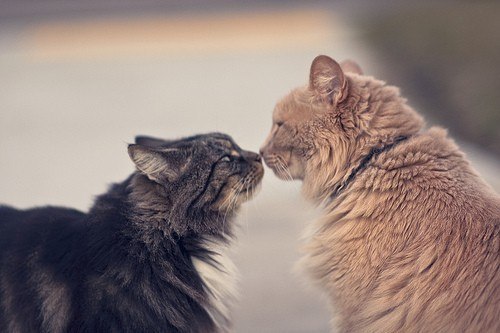 Ирина Хонина | Екатеринбург