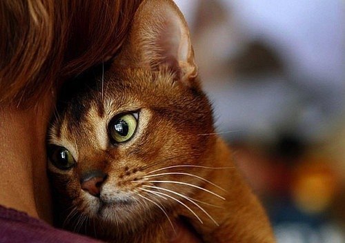 Татьяна Левицкая | Санкт-Петербург