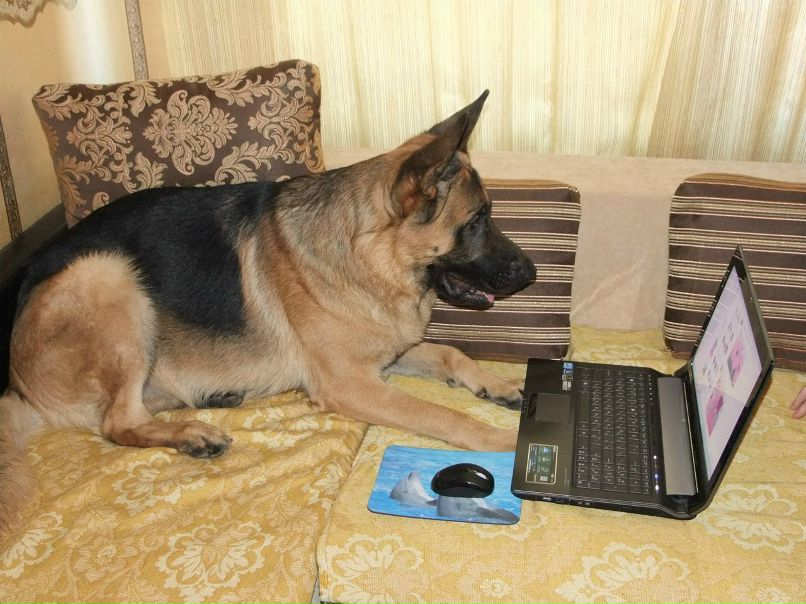 Сергей Шилин -Dendy`- | Всеволожск