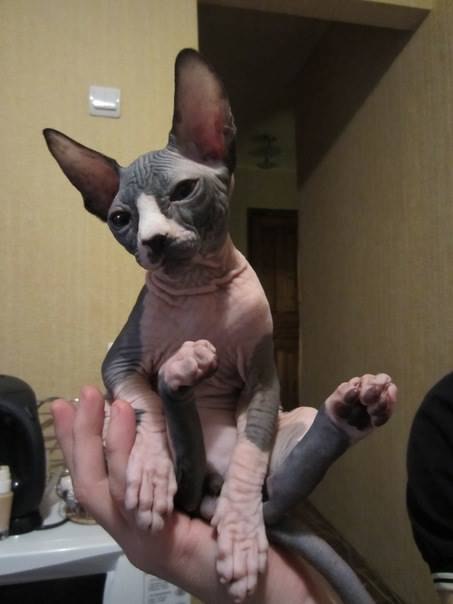 Антон Чистяков *Мамин рыжий мальчик* | Рязань