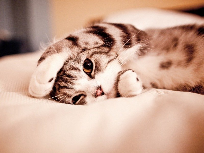 Ольга Комаленкова | Москва