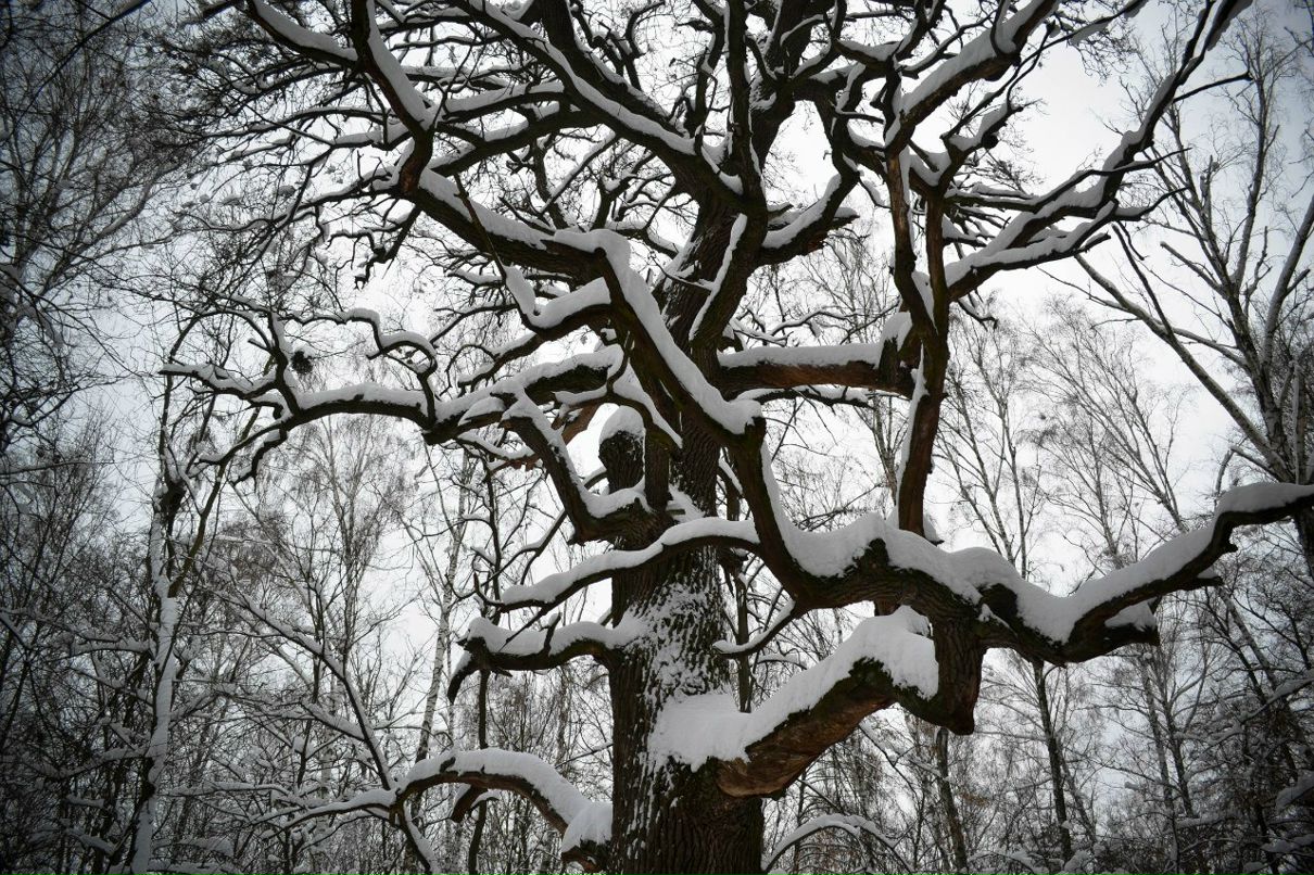 Анна Дёмина | Киев