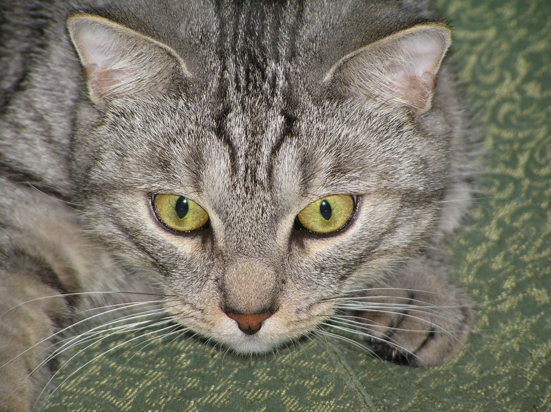 Катюшка Абаимова | Санкт-Петербург