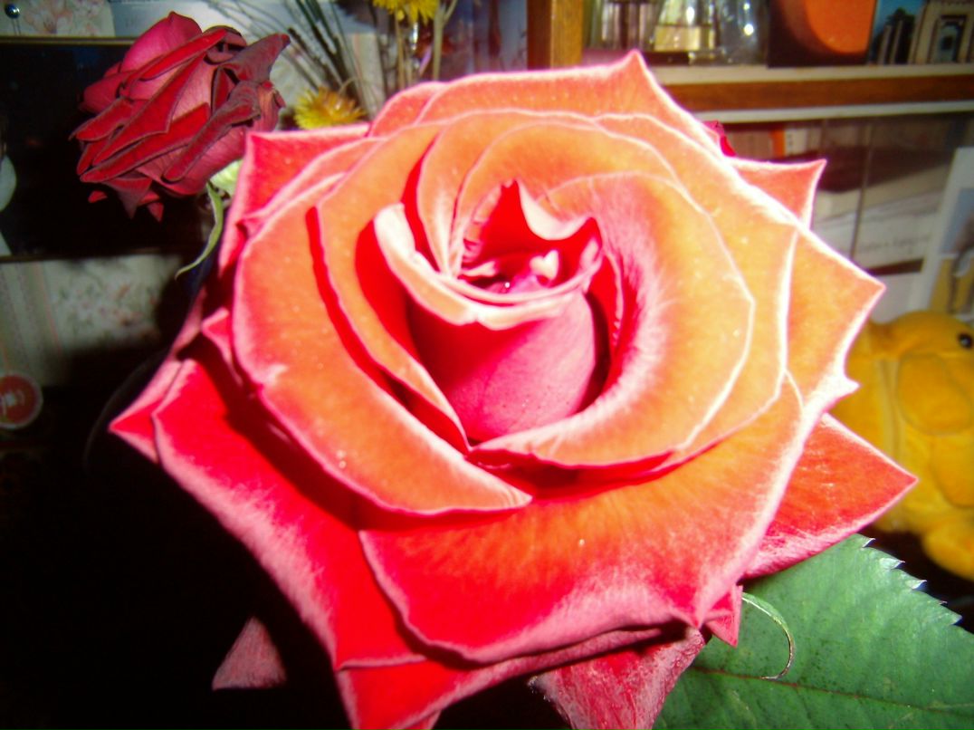 Алиса Кей | Санкт-Петербург