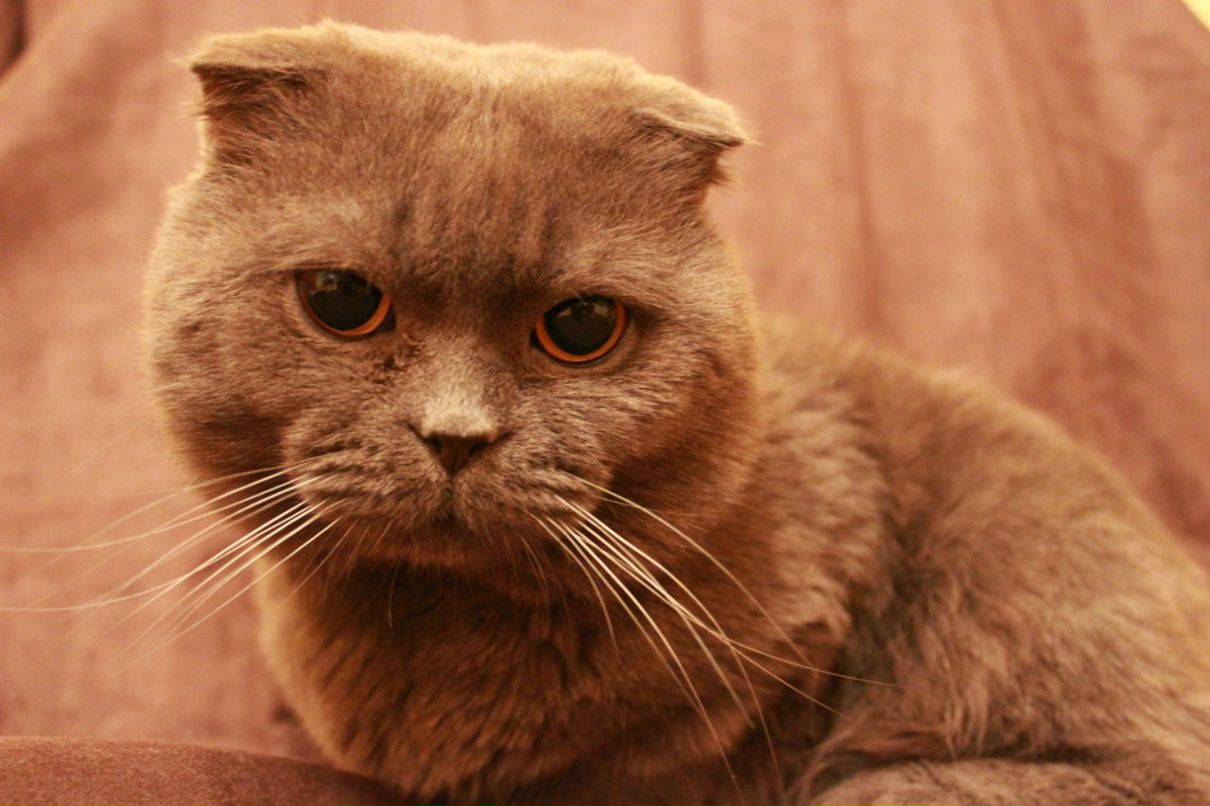 Арсен Джагинян | Воронеж