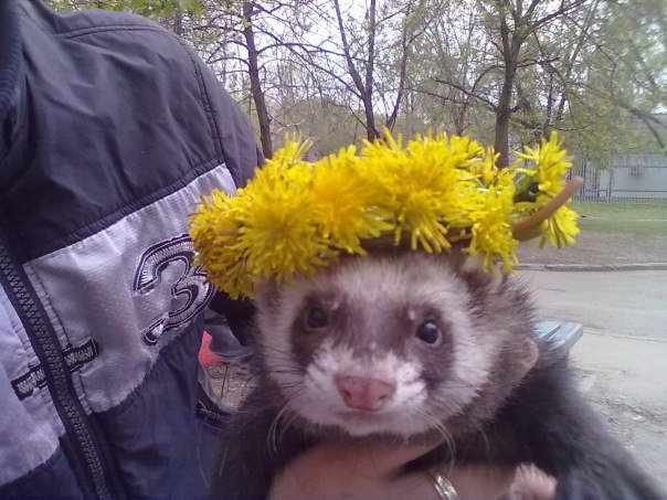 Ксения Коваль | Тольятти