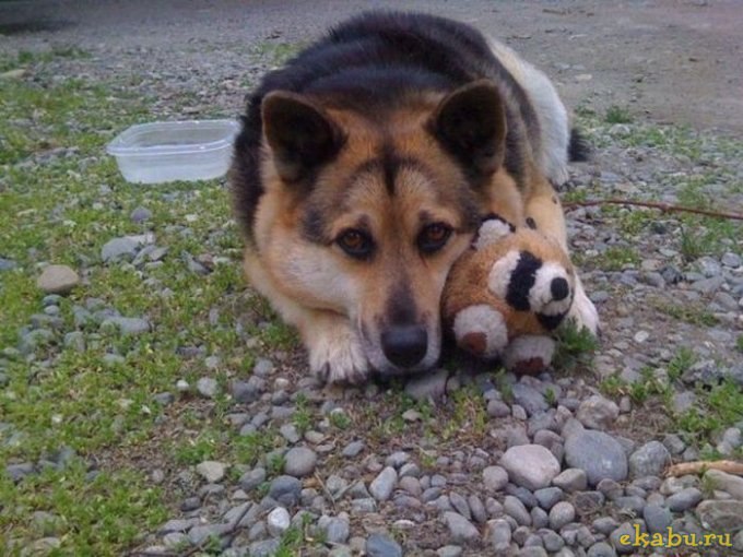 Павел Голубенко | 