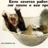 Аватар: Проша Швайко