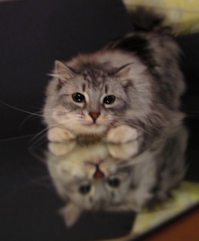 №10, Алена Малахова, 37 лет, Санкт-Петербург, Россия №10, Алена Малахова, 37 лет, Санкт-Петербург, Россия